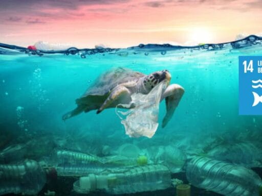 sdg goal 14 cover life below water